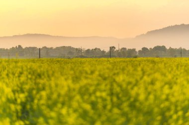 Bahar çiçek açan kolza tohumu alanında