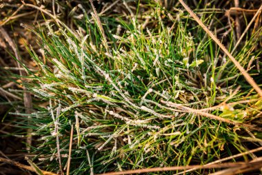 Sonbahar ormanının detayları, doğal arka plan.