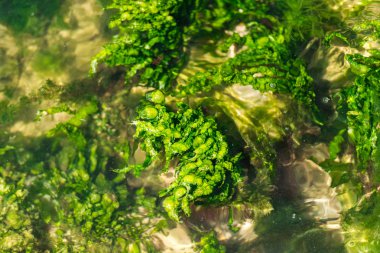 Taşve deniz yosunu ile deniz suyu