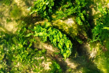 Taşve deniz yosunu ile deniz suyu
