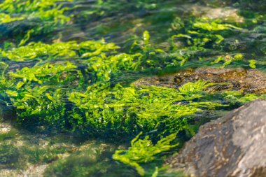 Deniz yosunları ve kayalarla deniz suyunun yakın görünümü