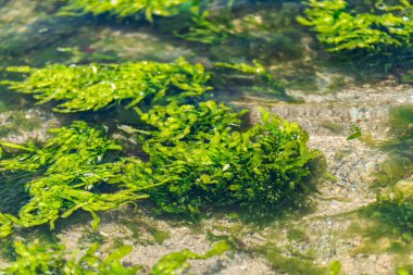 Deniz yosunları ve kayalarla deniz suyunun yakın görünümü