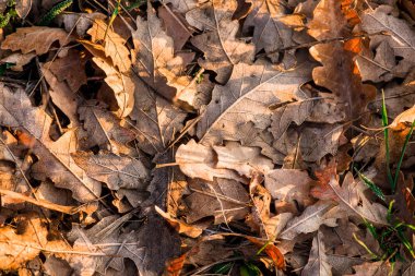 Kurutulmuş meşe yere düşmüş yaprakları.