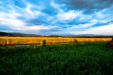 Bulutlu gökyüzü ile olgun buğday alanı