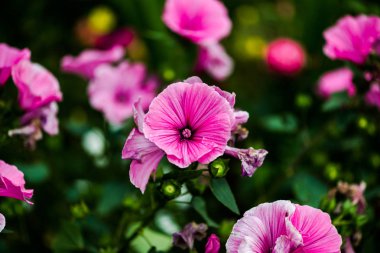 Closeup ihale pembe mallows