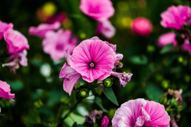 Closeup ihale pembe mallows