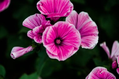 Closeup ihale pembe mallows