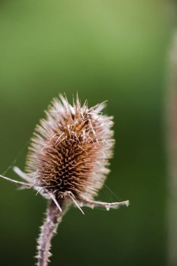 Bulanık yeşil arka planda yabani çaydanlık
