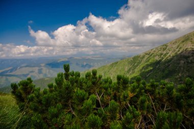Arka planda dağlar ile yeşil iğne yapraklı bitkiler