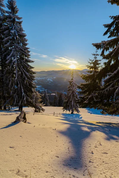 Snow Covered Fir Trees Winter Season Sunset Sky Sun — Stock Photo, Image