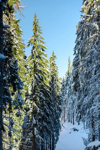 Bosque Invierno Con Árboles Cubiertos Nieve Abetos Siempreverdes — Foto de Stock