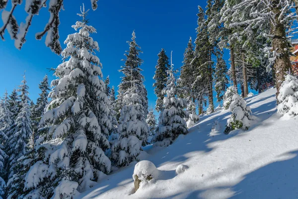 Montañas Con Abetos Cubiertos Nieve — Foto de Stock