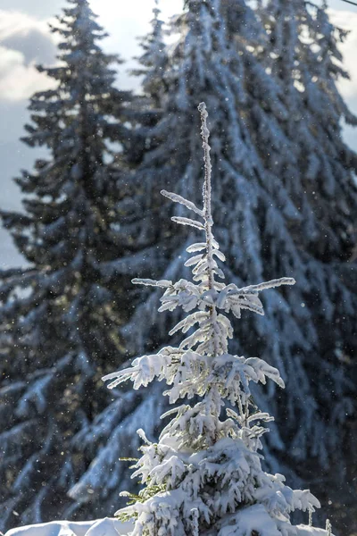 Stagione Bianca Invernale Conifere Innevate — Foto Stock