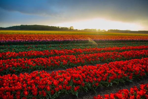 Krásné Rozkvetlé Tulipány Pole Západu Slunce Obloze — Stock fotografie