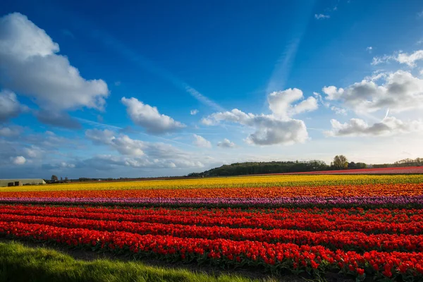 オランダの田園地帯に輝くチューリップフラワーガーデンプランテーション — ストック写真