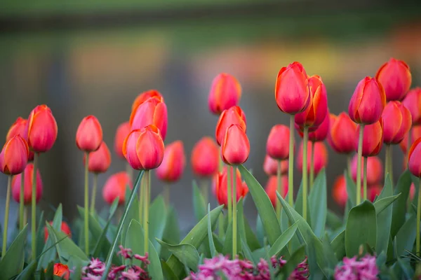 Blooming Tulips Flowers Blurred Natural Background — Stock Photo, Image