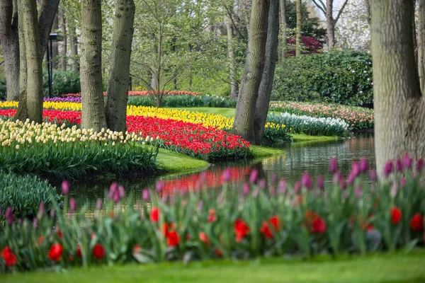 Park River Trees Bright Blooming Tulips Flowers — Stock Photo, Image