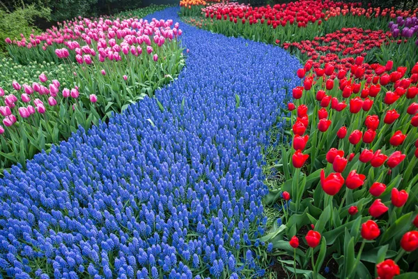 Ljusa Tulpaner Blommor Trädgård Plantage Landsbygden Nederländerna — Stockfoto