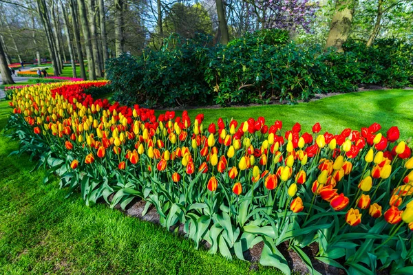 Flores Tulipas Brilhantes Plantação Jardim Campo Holanda — Fotografia de Stock