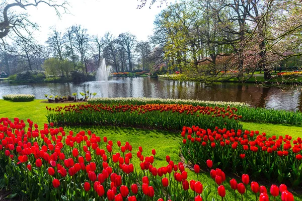 Crescente Primavera Tulipas Flores Parque Lagoa Água — Fotografia de Stock