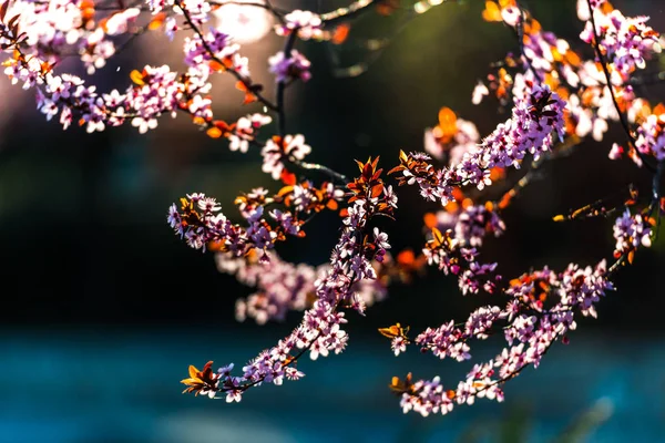 Cropped View Blooming Sakura Branch Tender Pink Flowers Blurred Natural — Stock Photo, Image