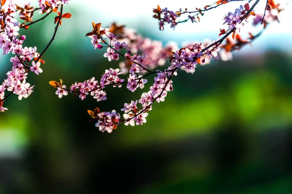 Cropped View Blooming Sakura Branch Tender Pink Flowers Blurred Natural — Stock Photo, Image
