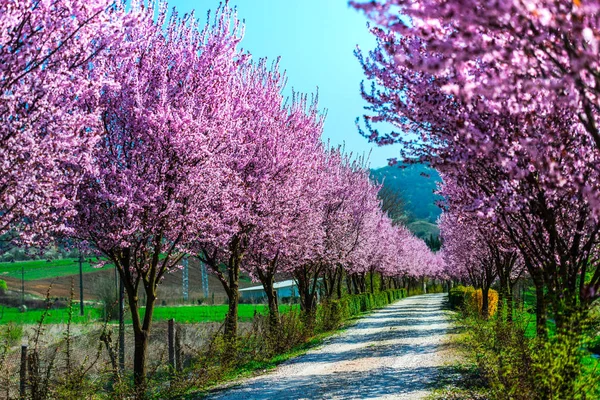 Bright Alley Blooming Sakura Trees Spring — Stock Photo, Image