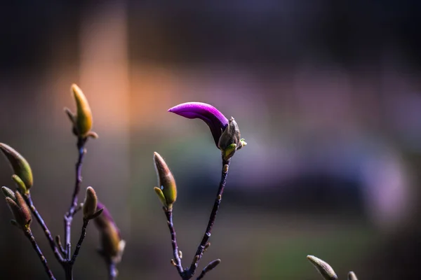 Крупним Планом Вигляд Бутонів Квітів Магнолії — стокове фото