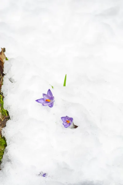 Croci Tierno Primeras Flores Primavera — Foto de Stock