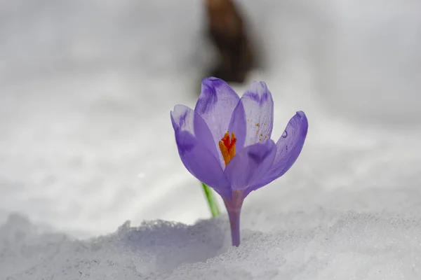 Primer Plano Primera Flor Nieve Azafrán Tierno —  Fotos de Stock