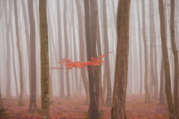 Podzimní Fory Vysokými Stromy Mlhou — Stock fotografie