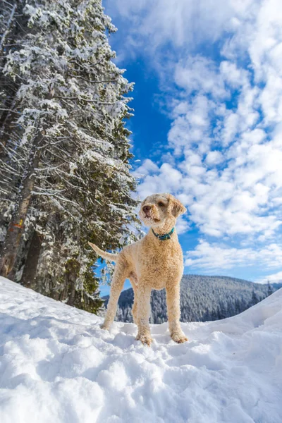Hund Schneebedeckten Bergen Waldlandschaft Mit Bäumen — Stockfoto