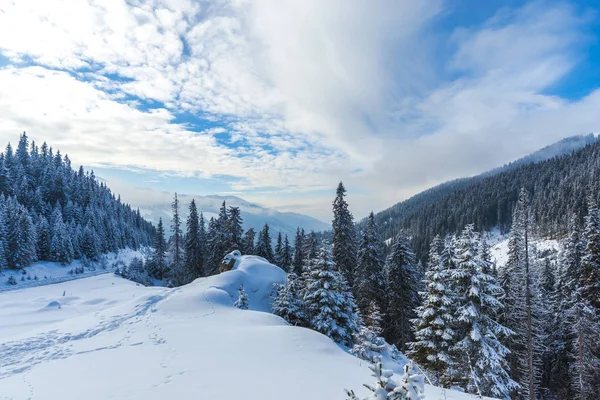 Pokryte Śniegiem Drzew Iglastych Lesie Słoneczny Dzień Górach — Zdjęcie stockowe