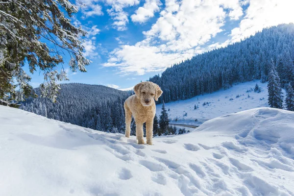 Собака Заснеженных Горах Лесной Пейзаж Деревьями — стоковое фото