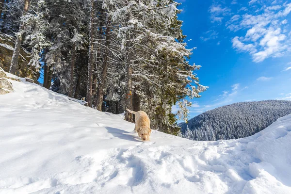 Cão Neve Coberto Montanhas Paisagem Florestal Com Árvores — Fotografia de Stock