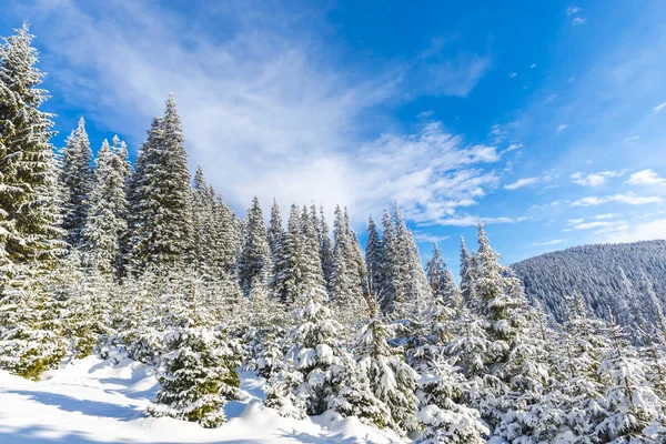 Árboles Coníferas Cubiertas Nieve Bosque Día Soleado Las Montañas — Foto de Stock