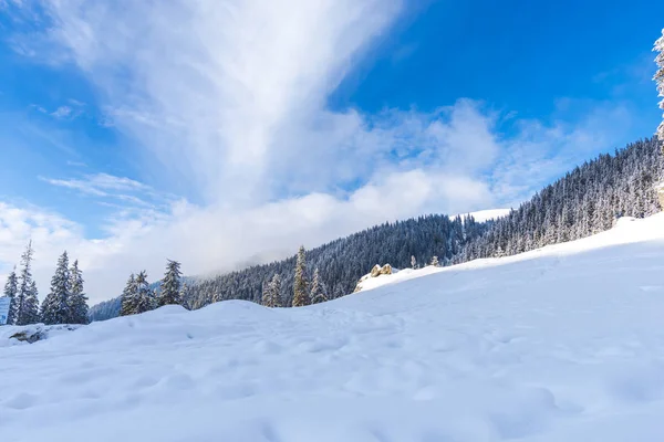 Árboles Coníferas Cubiertas Nieve Bosque Día Soleado Las Montañas — Foto de Stock