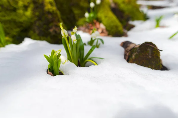 Crecimiento Las Flores Las Gotas Nieve Prado Con Nieve Flores —  Fotos de Stock