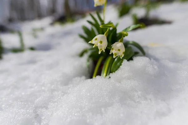Выращивание Подснежников Цветы Лугу Снегом Весенние Цветы Закрываются — стоковое фото