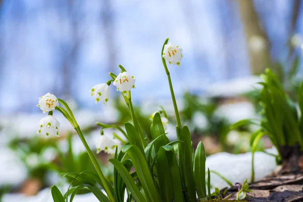 Sneeuwklokjes Groeiende Bloemen Weide Lentebloemen Close — Stockfoto