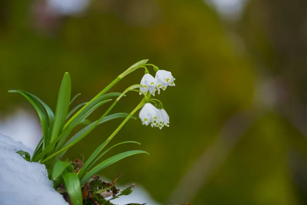 Crescente Nevascas Flores Prado Flores Primavera Perto — Fotografia de Stock