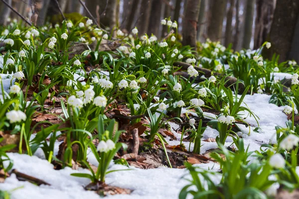 growing snowdrops flowers in forest meadow and trees, spring flowers