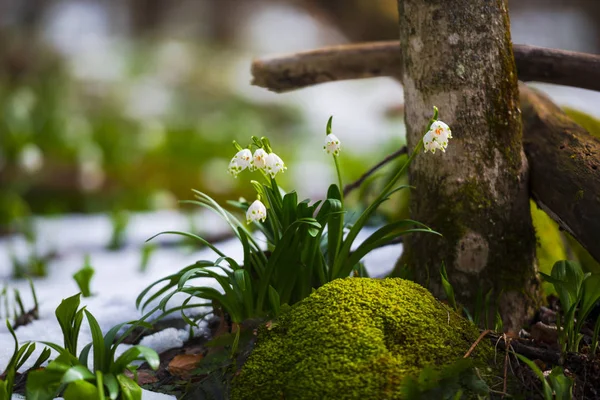 Растёт Галантус Цветущий Лесу Зеленой Травой Мха — стоковое фото