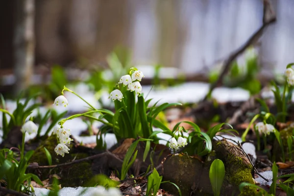 Growing Snowdrops Flowers Meadow Spring Flowers Close — Stock Photo, Image