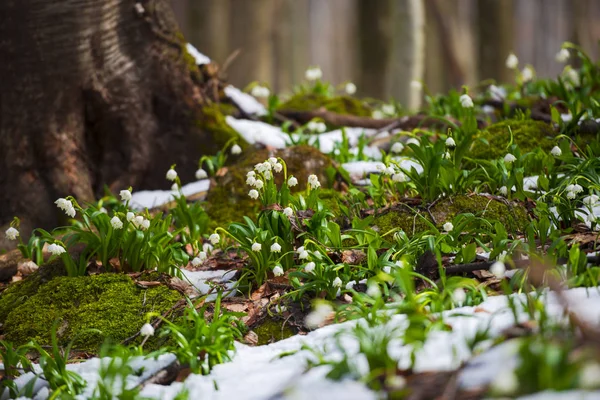 Crescita Bucaneve Fiori Nel Prato Della Foresta — Foto Stock