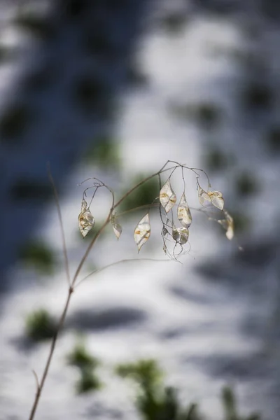 Plante Séchée Sur Fond Flou Forêt Hivernale — Photo