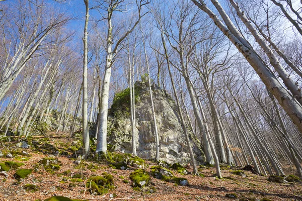 Wiosną Fores Drzewo Bez Liści Błękitne Niebo Zdjęcie Dołu Góry — Zdjęcie stockowe