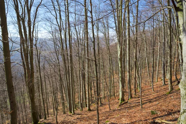 Printemps Fores Arbre Sans Feuilles Ciel Bleu Photo Bas Vers — Photo