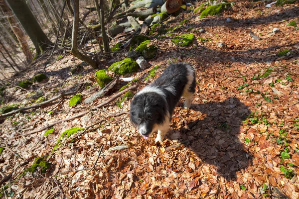 Милая Собака Гуляет Лесу — стоковое фото