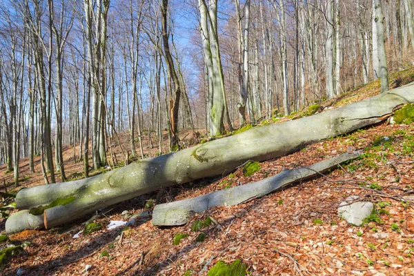 Våren Fores Träd Utan Löv Och Blå Himmel Foto Botten — Stockfoto